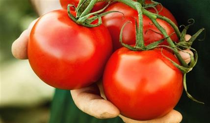 Tomatoes have many benefits..and this is how you make the most of them